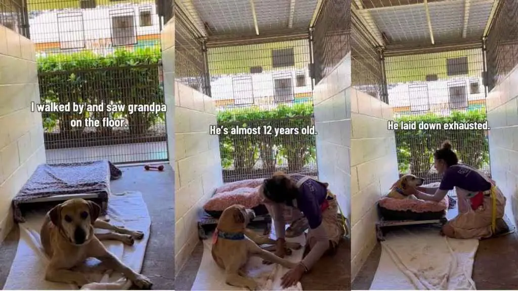 Senior Dog's Shelter Return Reveals Painful History