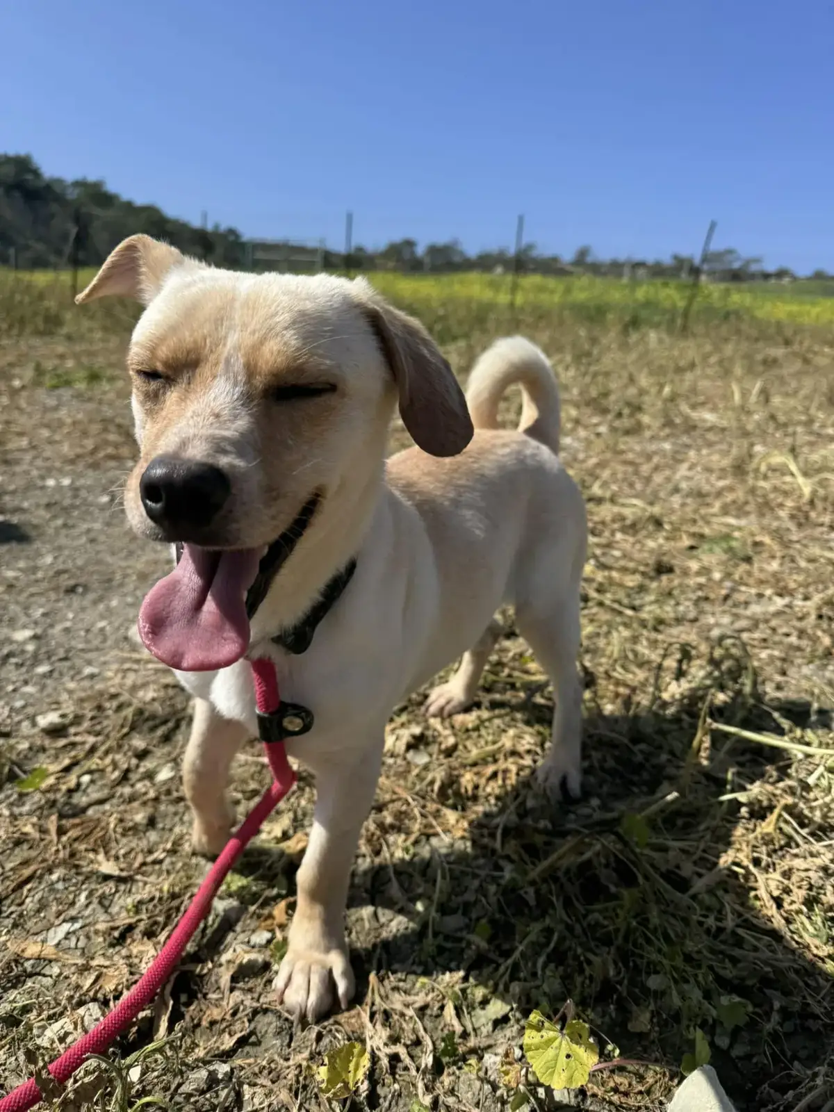 Meet Cametito: A Brave Little Cross-Breed Looking for a Home