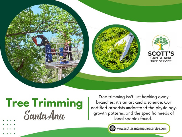 From careful Tree trimming Santa Ana to full Tree removal Santa Ana, every step is about safety first and property protection second. And in most real cases, relying on experienced professionals like Scott's Santa Ana Tree Service is what turns a dangerous situation into a controlled recovery process.

Scott's Santa Ana Tree Service

Address - 215 S Main St #2, Santa Ana, CA 92701, US
Phone No - +16572758079
Find Us On Google Maps- https://maps.app.goo.gl/rX5G2U69gW6rg6Zo8

Read Our Blogs:
https://scottssantaanatreeservice.weebly.com/
https://medium.com/@scottssantaanatreeservice
https://scottssantaanatreeservice.jimdofree.com/

More Links:
https://linkin.bio/scottssantaanatreeservice
https://peatix.com/user/29740559/view
https://myanimelist.net/profile/arboristsantaana