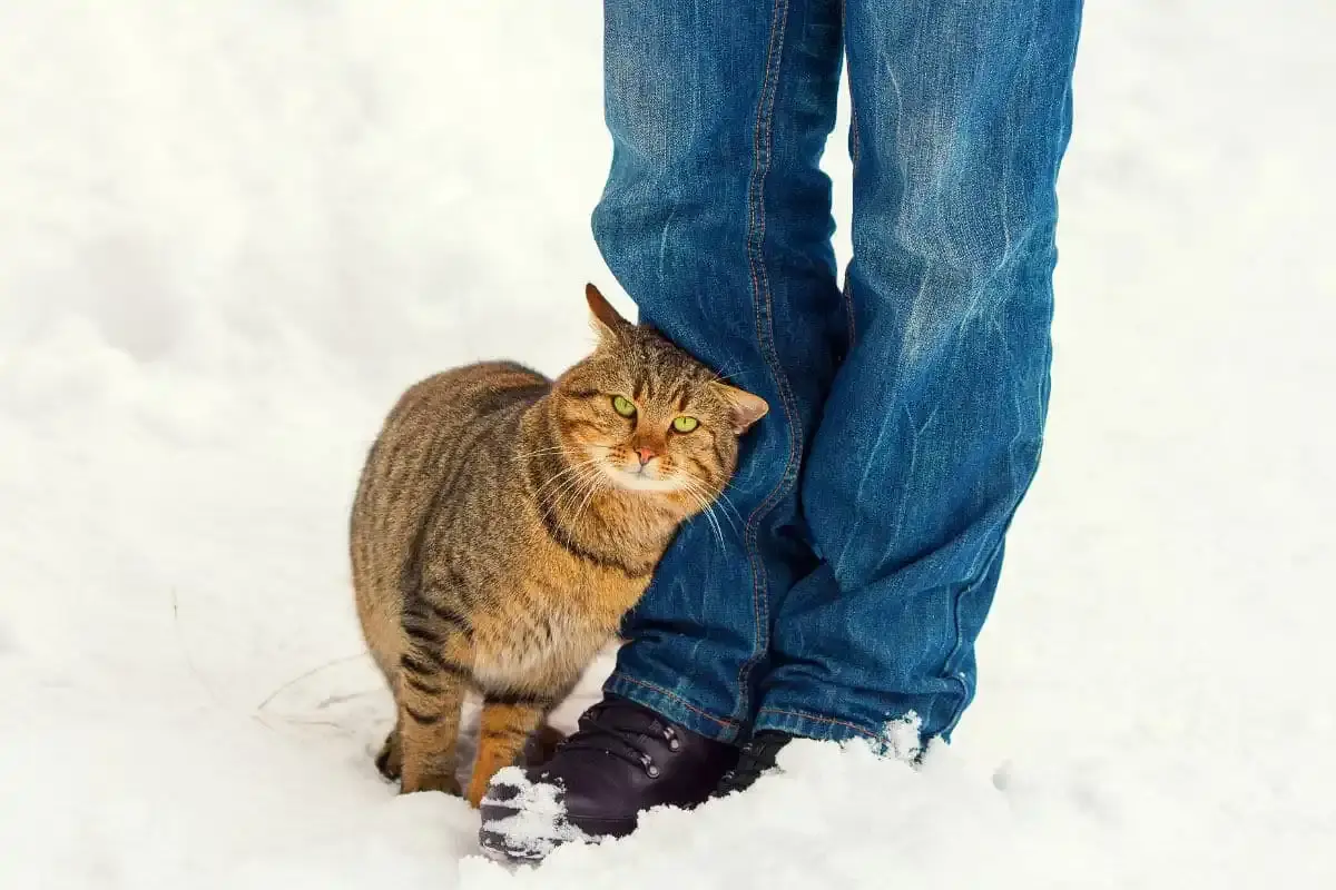 The Secret Language of Feline Affection