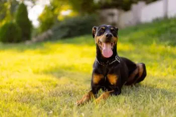 Best Pill Pockets for Dobermans