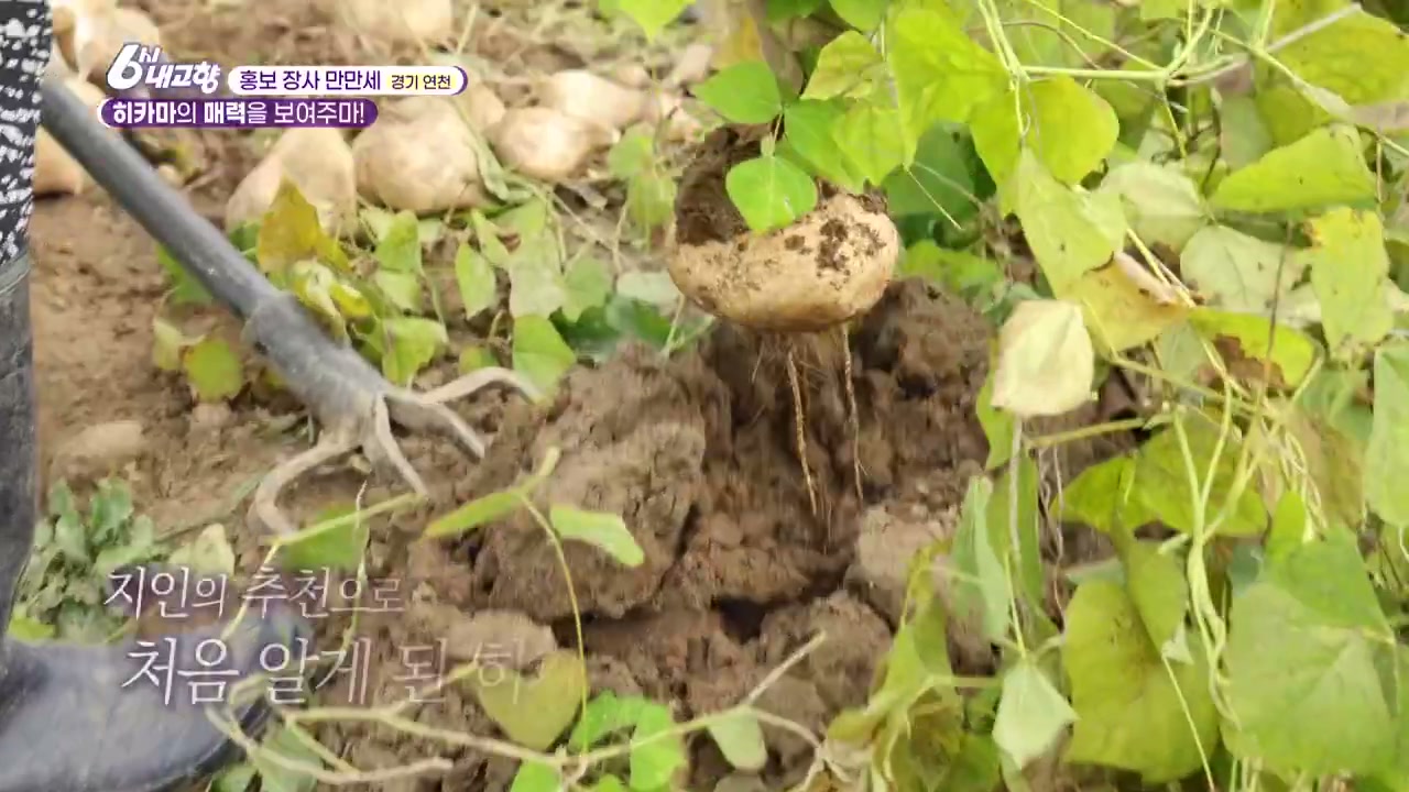 6시내고향 홍보장사만만세 연천 히카마 캡처
