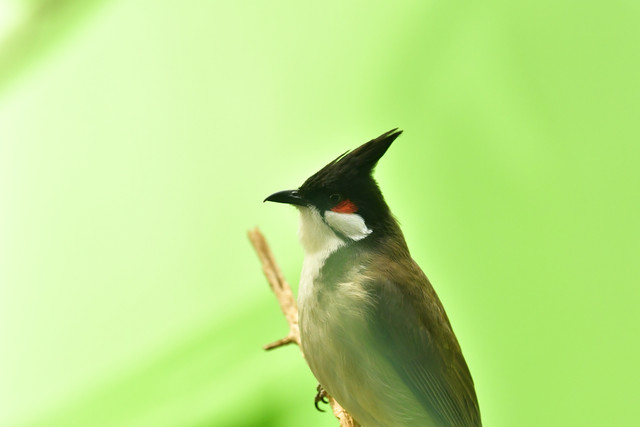 Red-whiskered bulbul at Copenhagen Zoo
