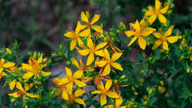 St John's Wort