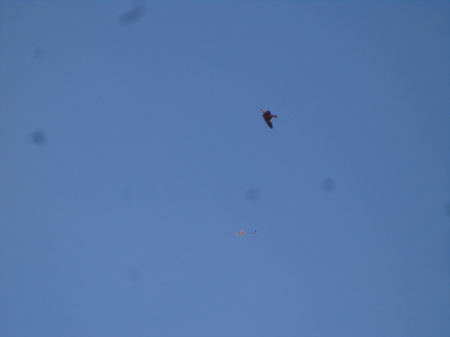 DSC00693.jpg