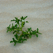 IMGP0568