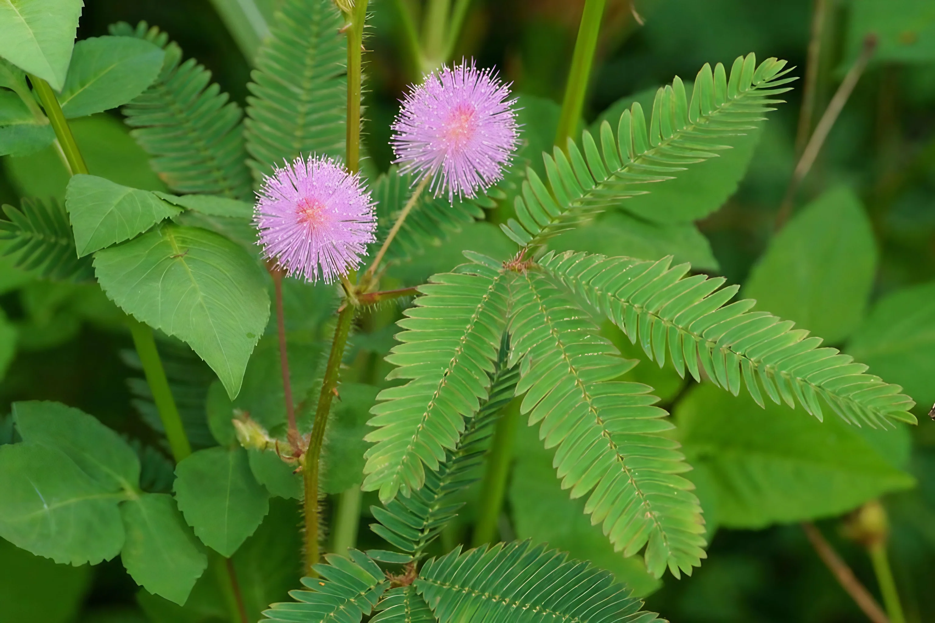 Mimosa-Pudica-1