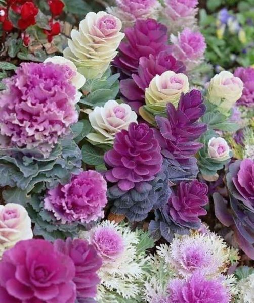 Чайная беседка