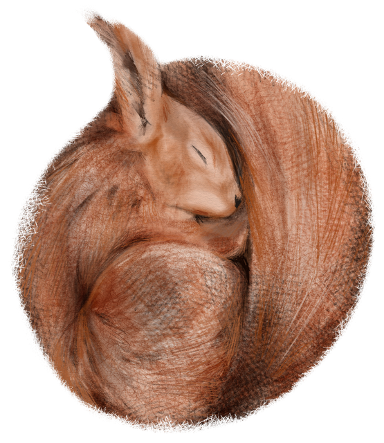 itww-squirrel-2