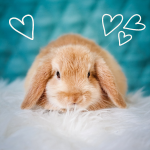 bunny.png