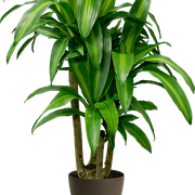 plant6