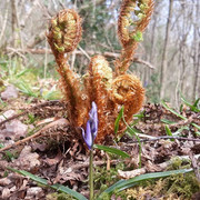 133a-Fern1