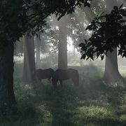 horsesinmist