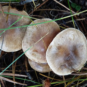 DSC00036
