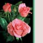rose015