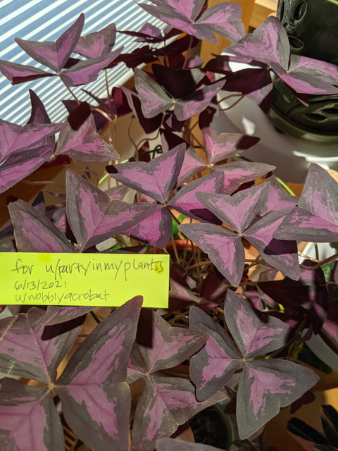 Oxalis triangularis.jpg