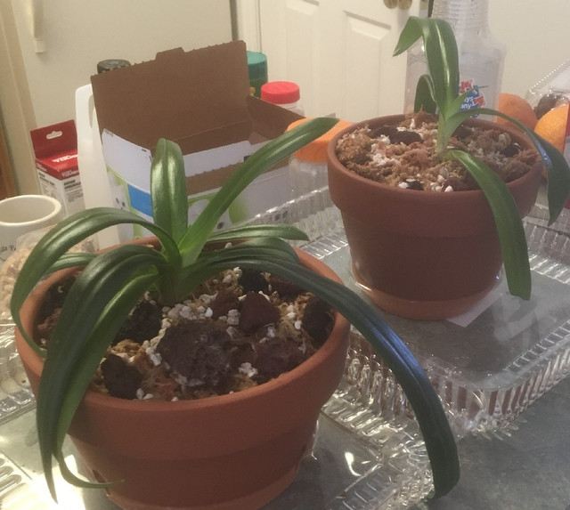 kovachii-repot.jpg
