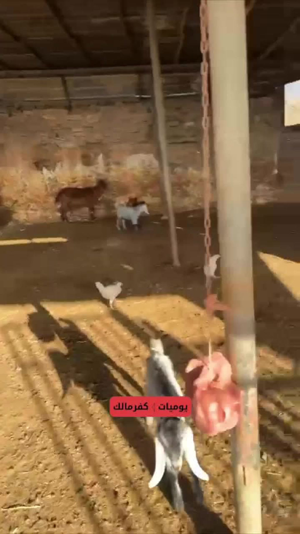 صورة إضافية