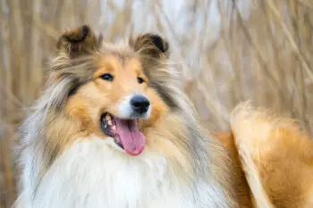 Keeping Your Collie's Teeth Clean