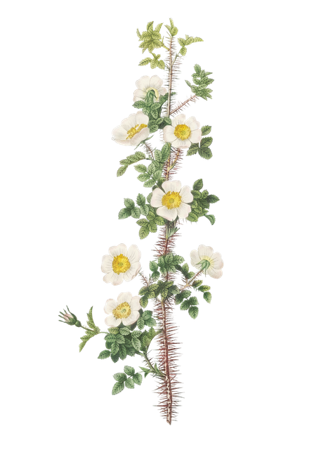 image from rawpixel id 574170 original.png