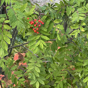 IMG 5992