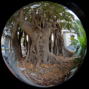 DSCF8976