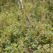 IMG 4597