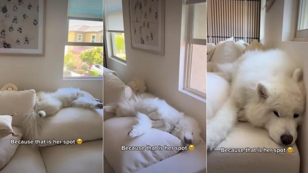 Dog Rearranges Couch for Ultimate Comfort in Family Living Room