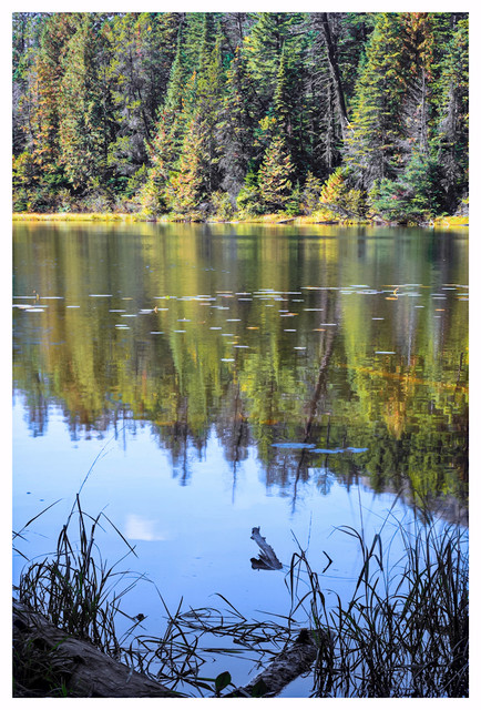 Pond-With-Lilies-7.jpg
