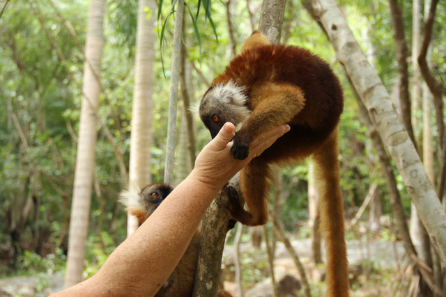 Madagaskar-71
