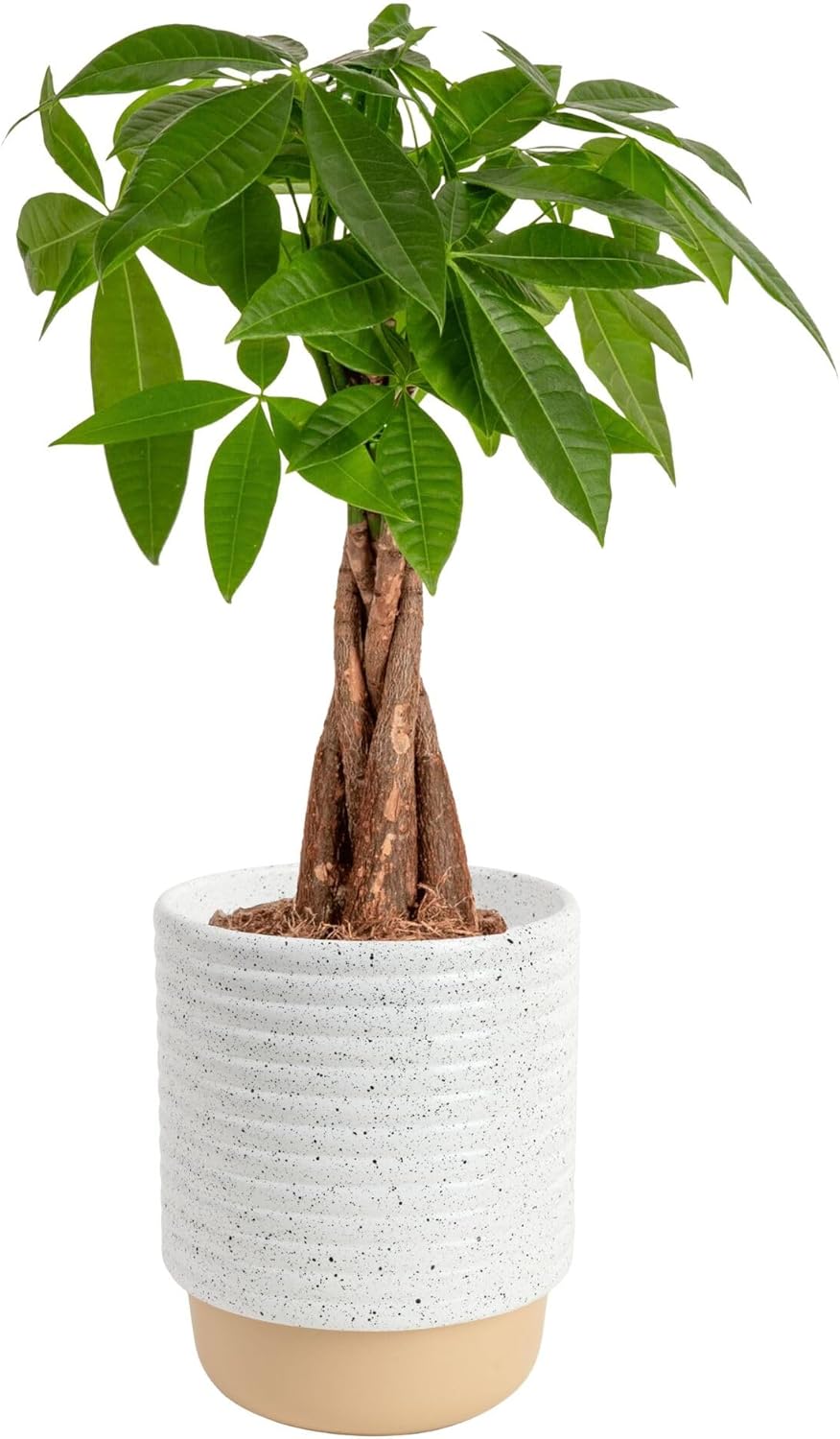 Costa Farms Money Tree Plant | Live Braided Indoor Houseplant for Home Office Decor Gift🌿