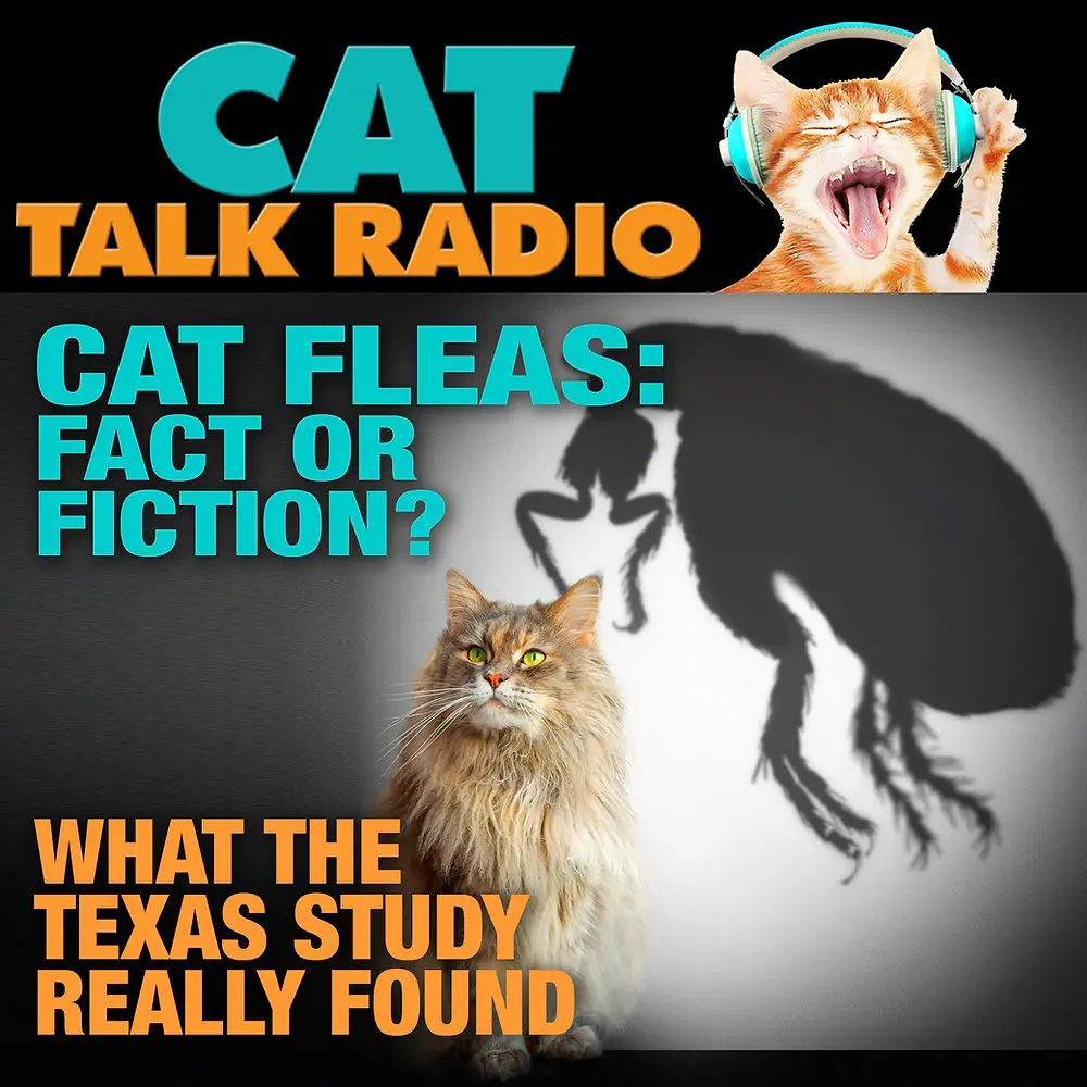 Cat Fleas Linked to Potentially Fatal Disease in Texas