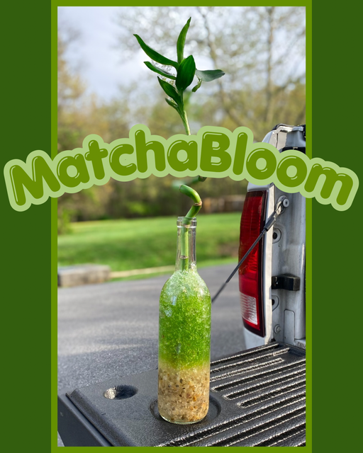 MatchaBloom Glassy Plant