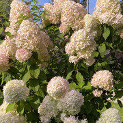 IMG-0644