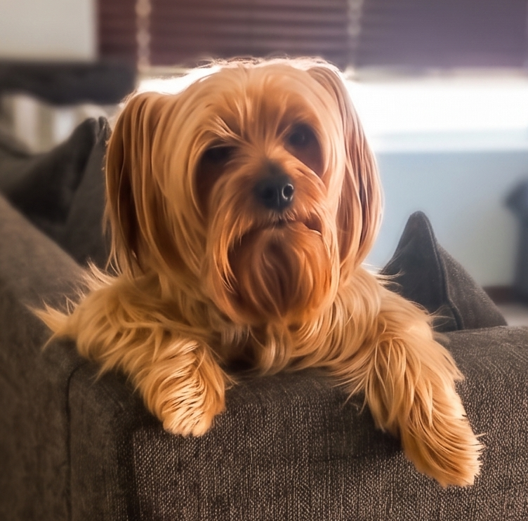 Lucky the Yorkie looking alert on the back of a sofa in Western Cape