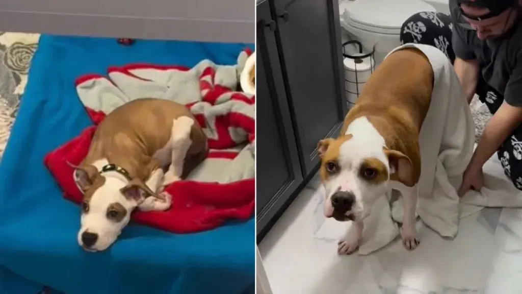 A Shelter Dog’s Journey from Lonely Kennel to a Forever Home