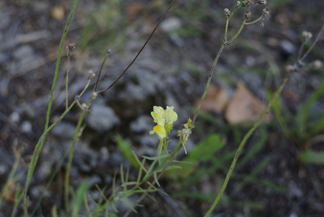 DSC5340-result.jpg
