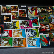 IMG-6844
