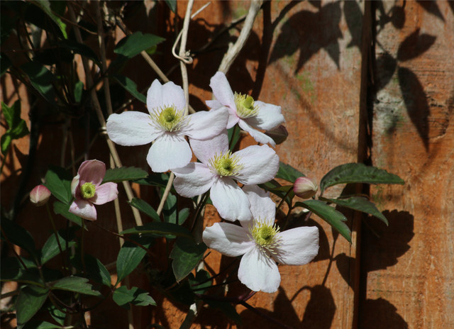 Clematis.jpg