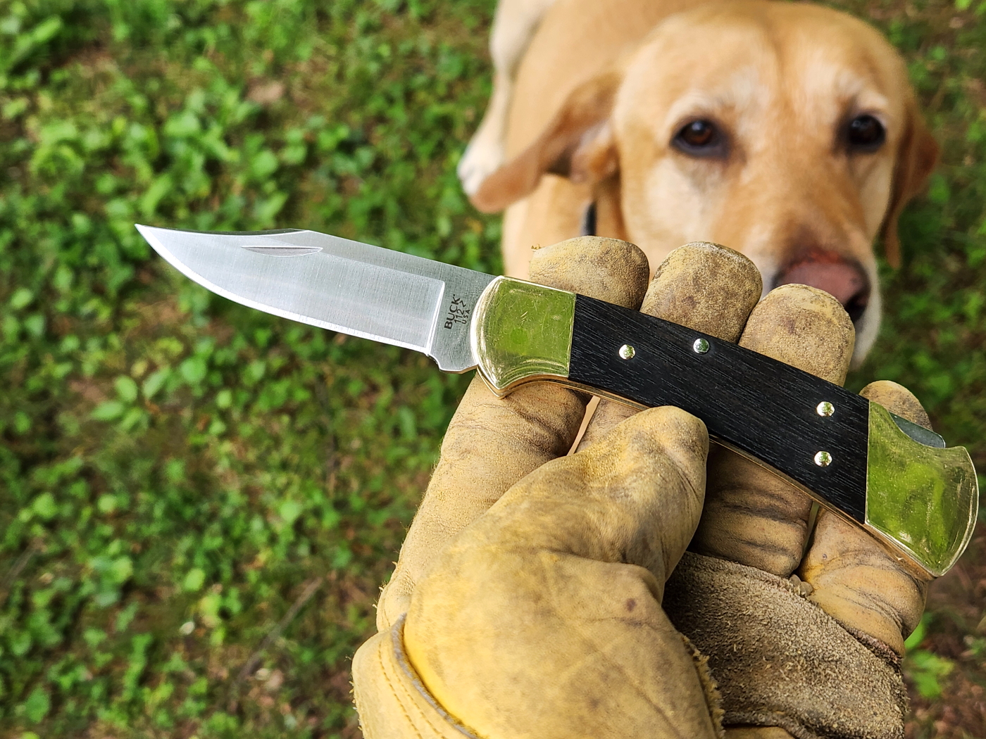 Buck-112-02.jpg