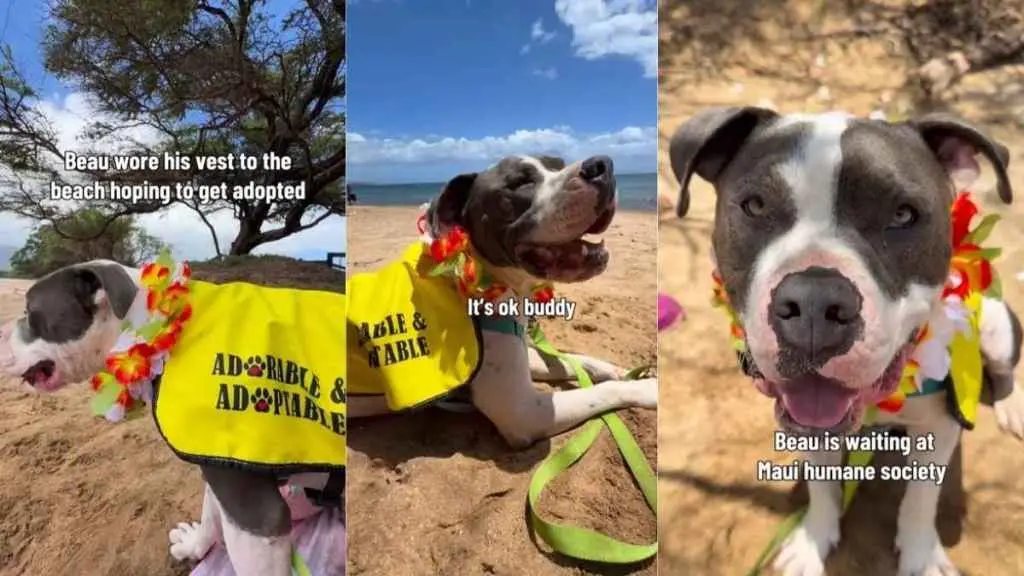 Dog Finds Joy at Beach Despite Being Overlooked