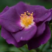 DSC03952 копия