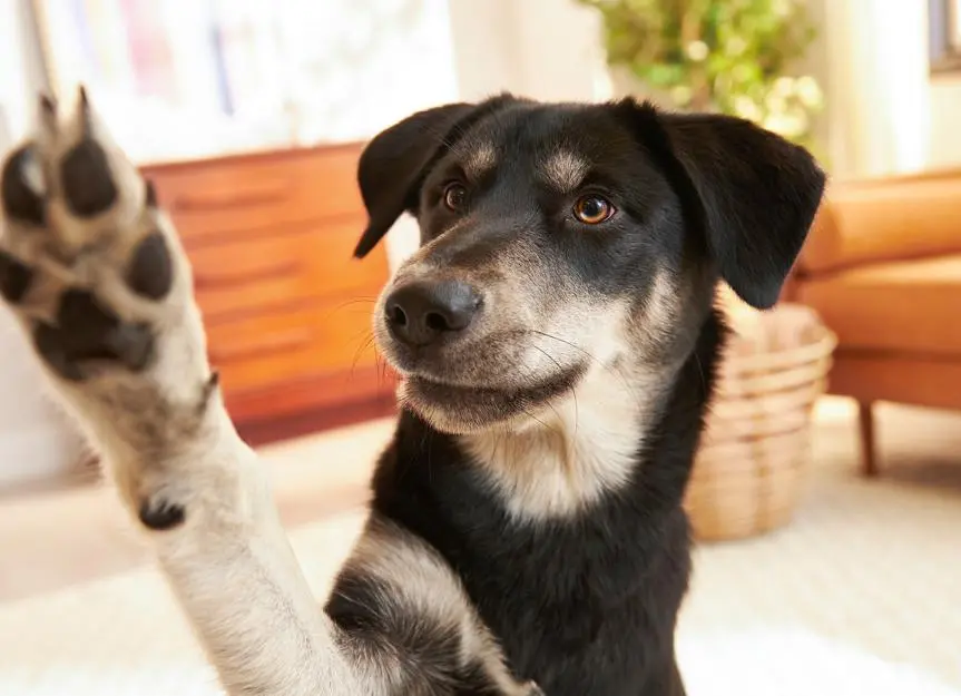 Why Do Dog Paws Smell Like Corn Chips?