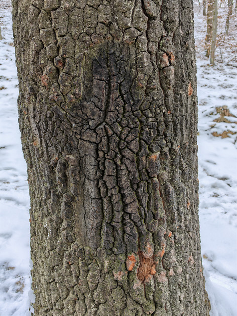 crucea