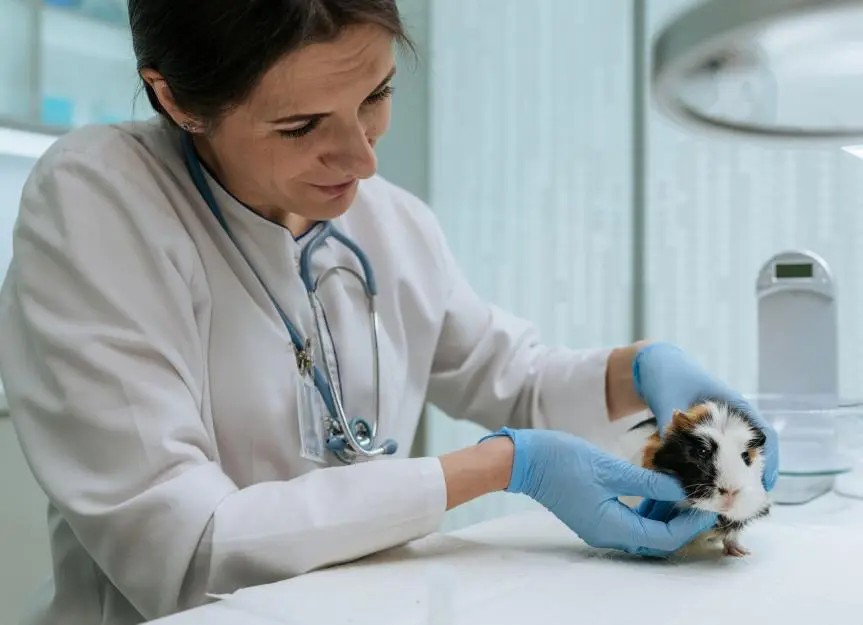 Guinea Pigs at Risk: Understanding GI Stasis