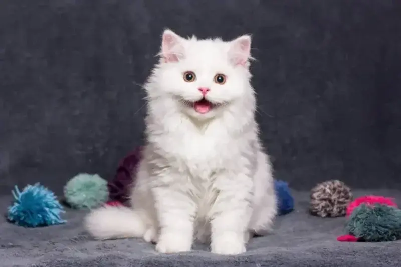 Decoding Your Cat's Contentment