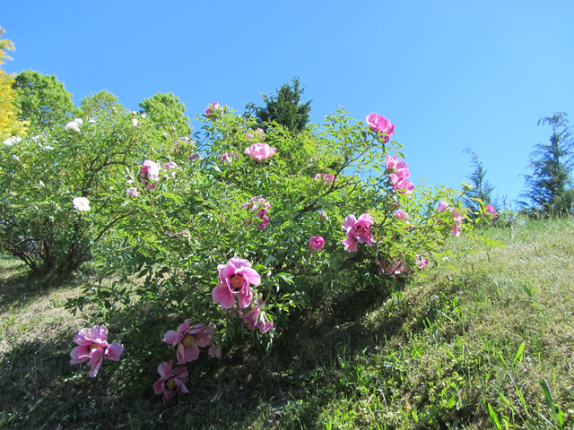 IMG-7660