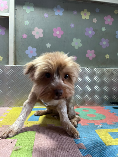 Close up portrait of Amie the young female rescue Yorkie