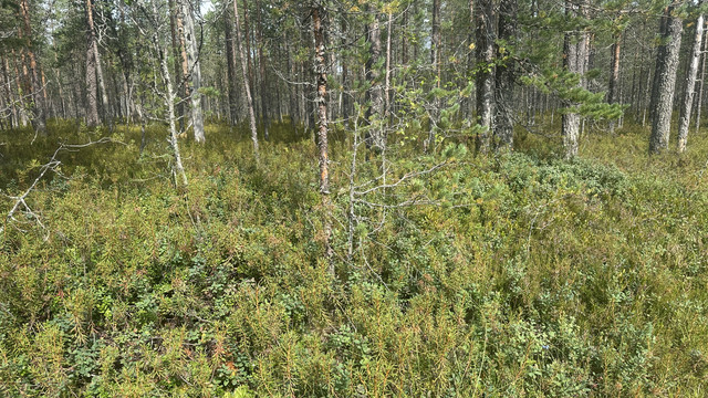 IMG 4596.jpg