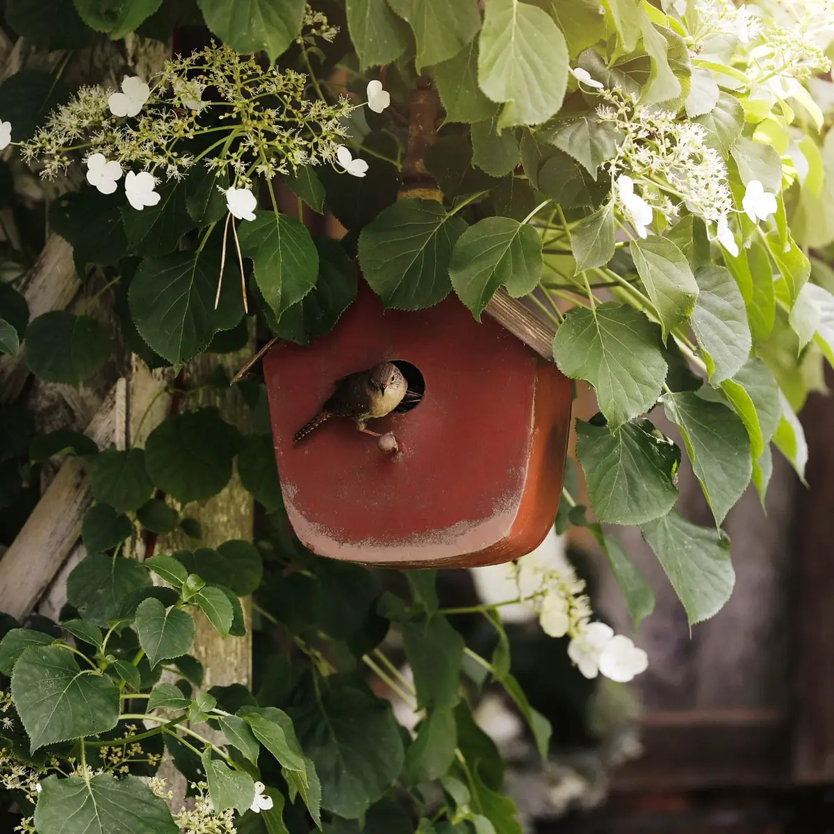 Proprietarii: Răcoare naturală: cum să-ți protejezi casa de caniculă cu ajutorul vegetației